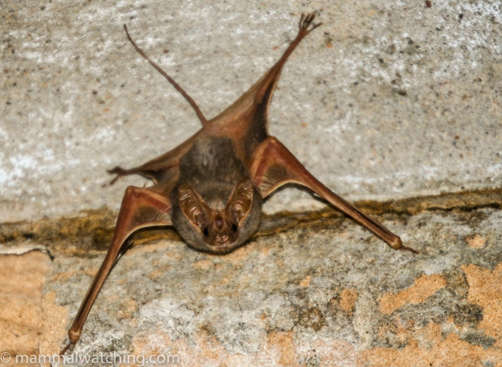 The discovery of this bat in Algeria did not cause a sensation in the media or the scientific literature. : Jon Hall, mammalwatching.com
