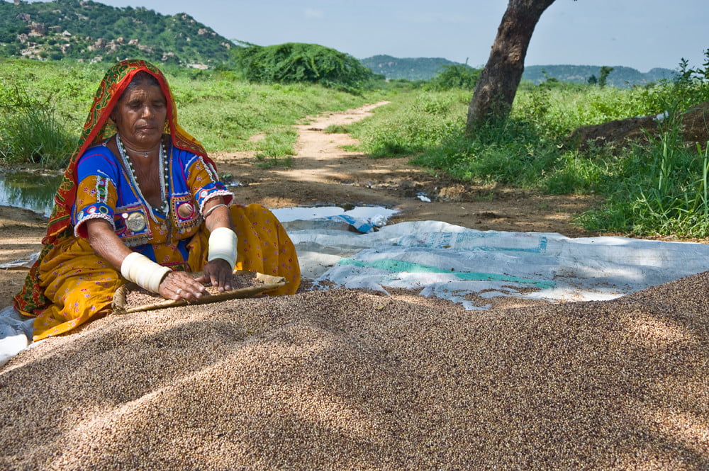 A tribal woman farmer cleaning sorghum grains in Mahboobnagar District of Andhra Pradesh, India. : VIDYASAGAR/ICRISAT