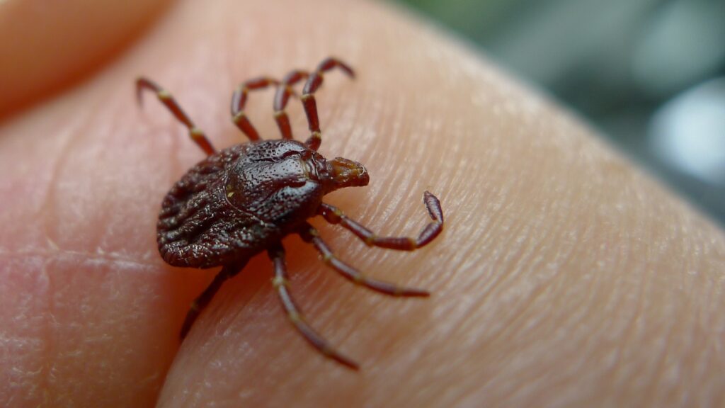 Ticks are now increasingly overlapping with humans. : John Tann, Flickr CC BY 2.0