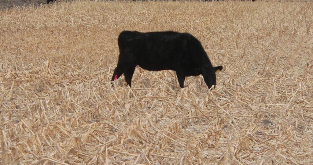 Corn in the USA is often grown to feed cattle : Ammodramus (Wikimedia) cc 4.0