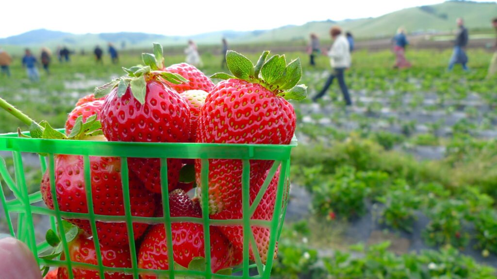 New sequencing technologies bring valuable benefits but equitable access may be a challenge. : ‘Strawberries at Out Standing in the Field’ by SanFranAnnie is available at https://bit.ly/41mGl16 CC BY-SA 2.0