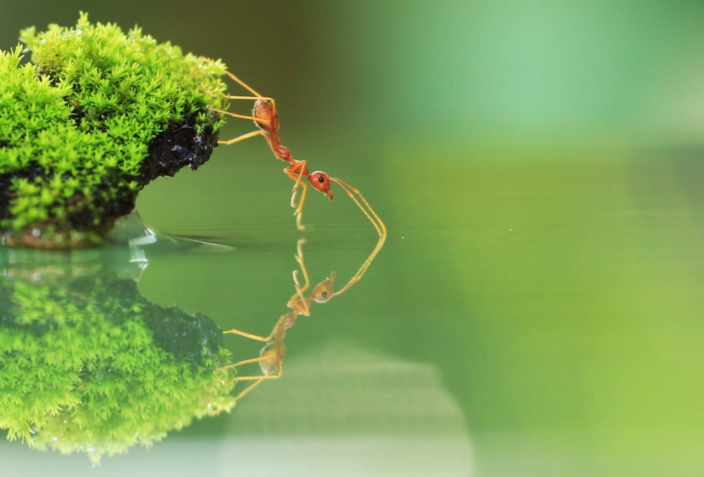 Ants can teach us plenty on how to manage congestion. : Charlie Stinchcomb CC BY 2.0