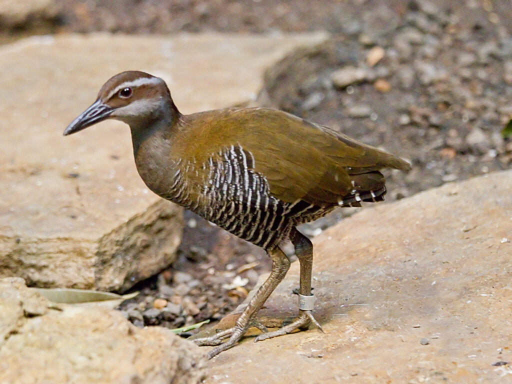 The Guam rail was successfully reintroduced to Guam from captive breeding programs. : Greg Hume CC 3.0