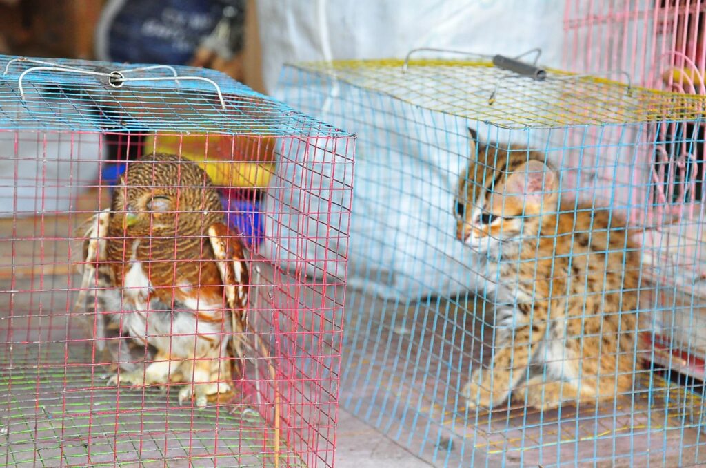 Indonesia’s laws aren’t effectively cracking down on rampant animal trafficking. : Julien, Flickr (https://bit.ly/3EOJBbR) CC BY 2.0