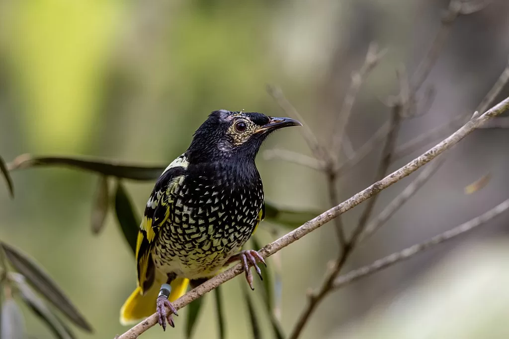Increasing urban development is threatening the habitat of the few hundred regent honeyeaters left in the wild. : Jss367, Wikimedia Commons CC BY 4.0