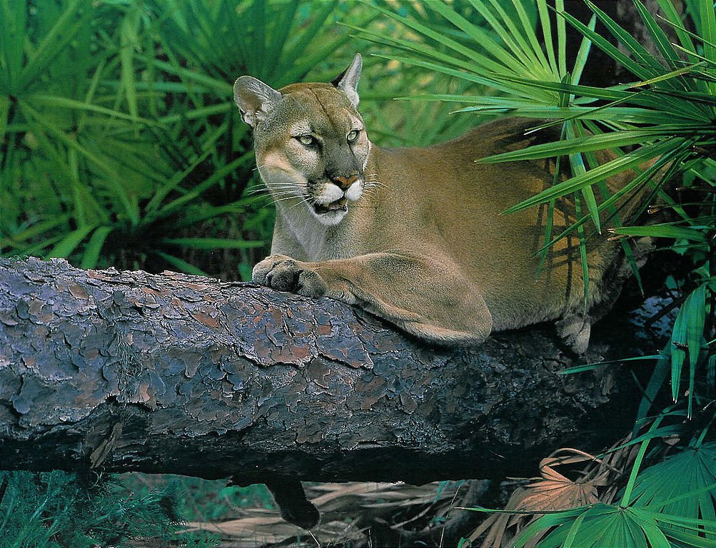 The Florida panther (Puma concolor coryi) is classified as endangered in the United States. : U.S. Army Corps of Engineers, Wikimedia Commons Public domain