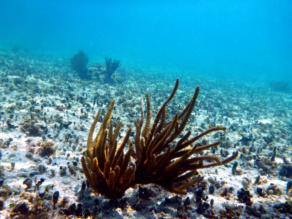 There is hope International Seabed Authority provisions will align with the aim of the High Seas Treaty in protecting marine biodiversity. : ‘Ocean bottom’ by Vovan UK is available at https://tinyurl.com/mvtf8cr3 CC BY 2.0