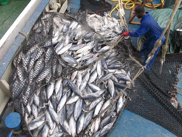 An irreversible impact on fish stocks could be devastating. : Wikimediacommons/Joe Laurence, Seychelles News Agency CC BY 4.0