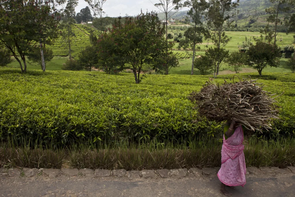 A plantation worker carries dried bushes to  be used as firewood : Conor Ashleigh, DFAT CC BY 2.0