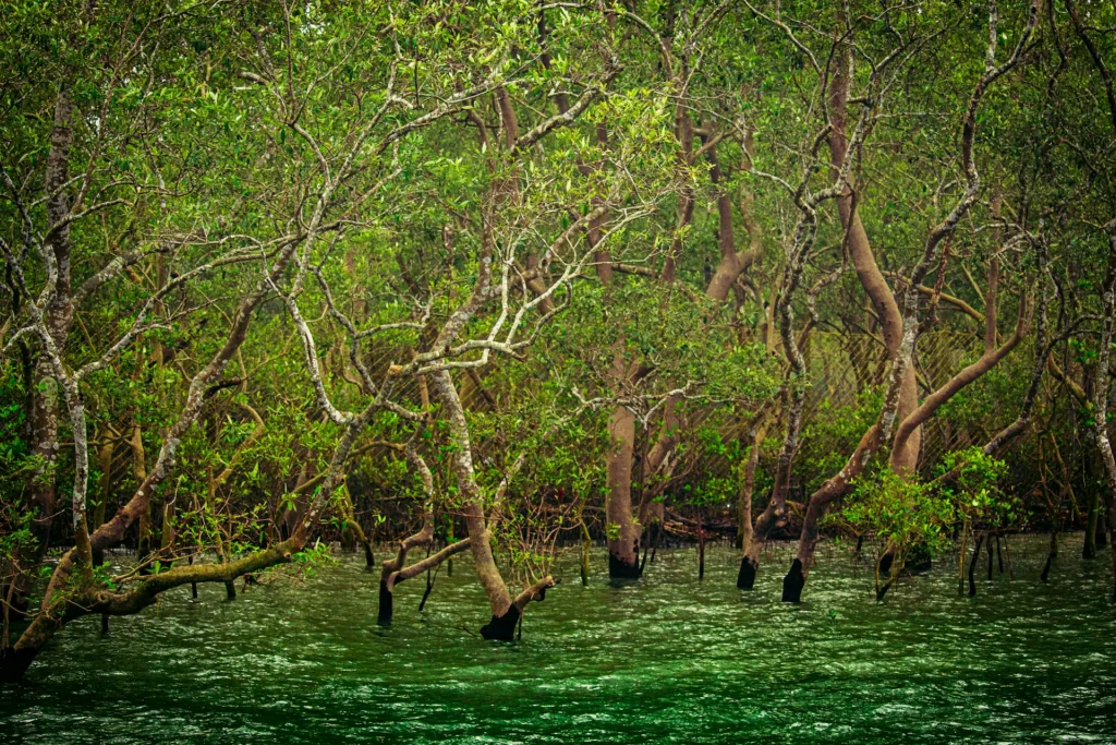 The name Sundarbans is derived from the name of Sundari tree which has adapted to the high tides in the Ganges, Brahmaputra and Meghna rivers delta. : Maitheli Maitra via Unsplash Unsplash Licence