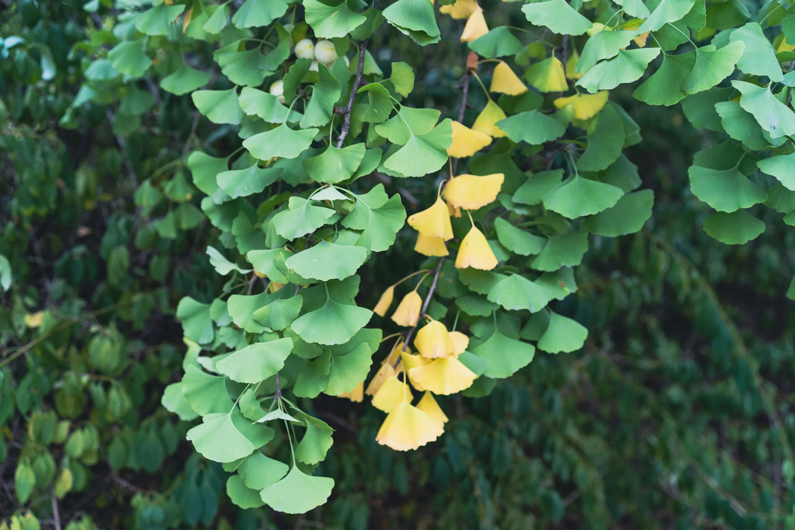 Woman in yellow tank top holding green leaves photo – Free Leaf Image on  Unsplash