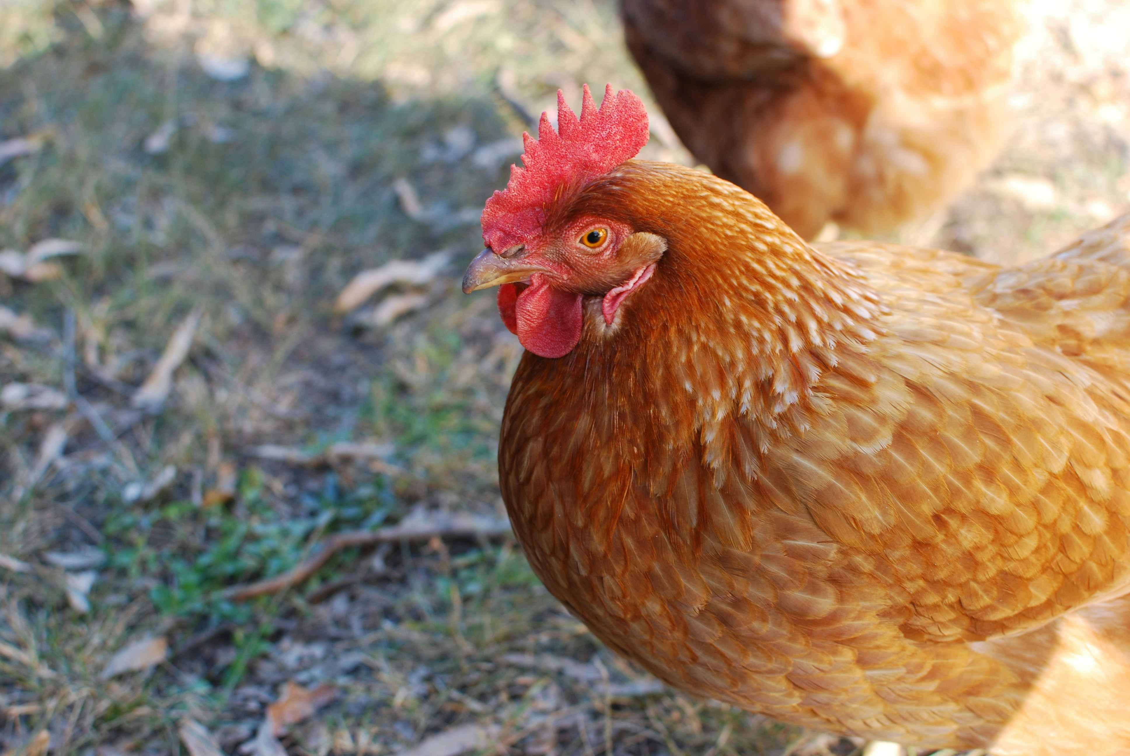 Cases of avian flu were also detected at farms in Victoria and Western Australia this week. : Unsplash: Stephen Mierendorf Unsplash Licence