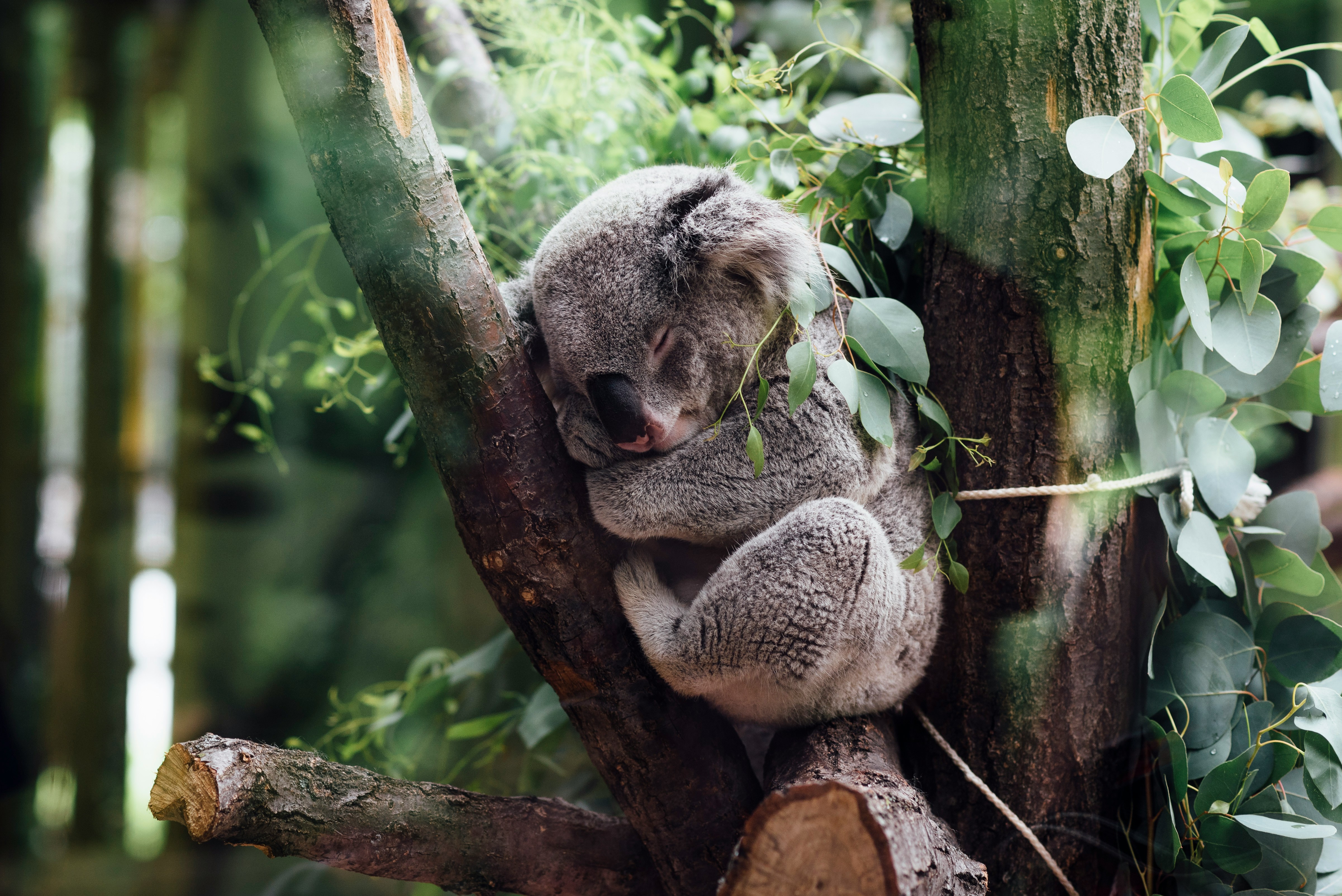 The homes of threatened native species, including koalas, continue to be destroyed. : Unsplash: Jordan Whitt Unsplash Licence