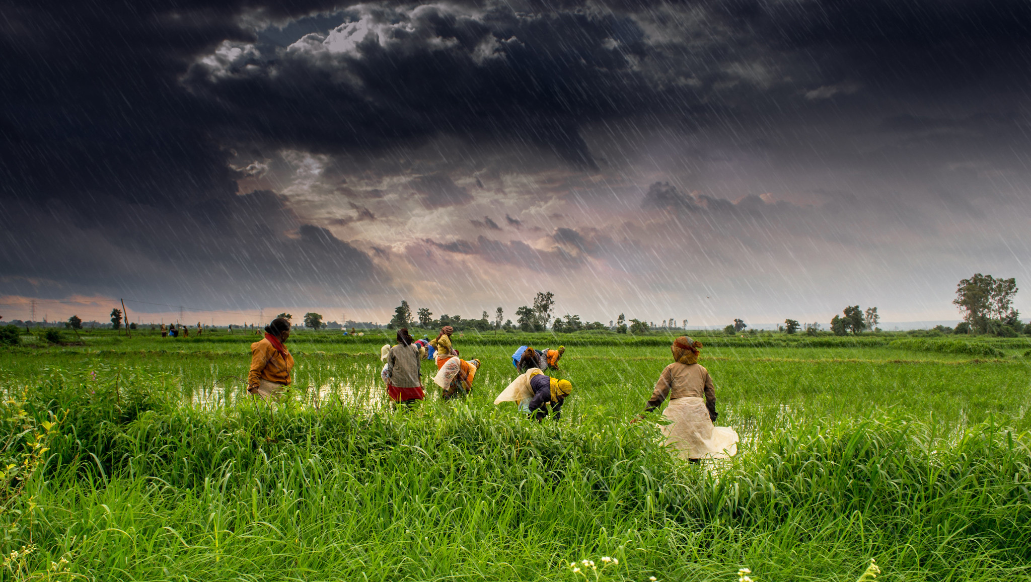 A farm in central India : Rajarshi Mitra CC BY 2.0 DEED
