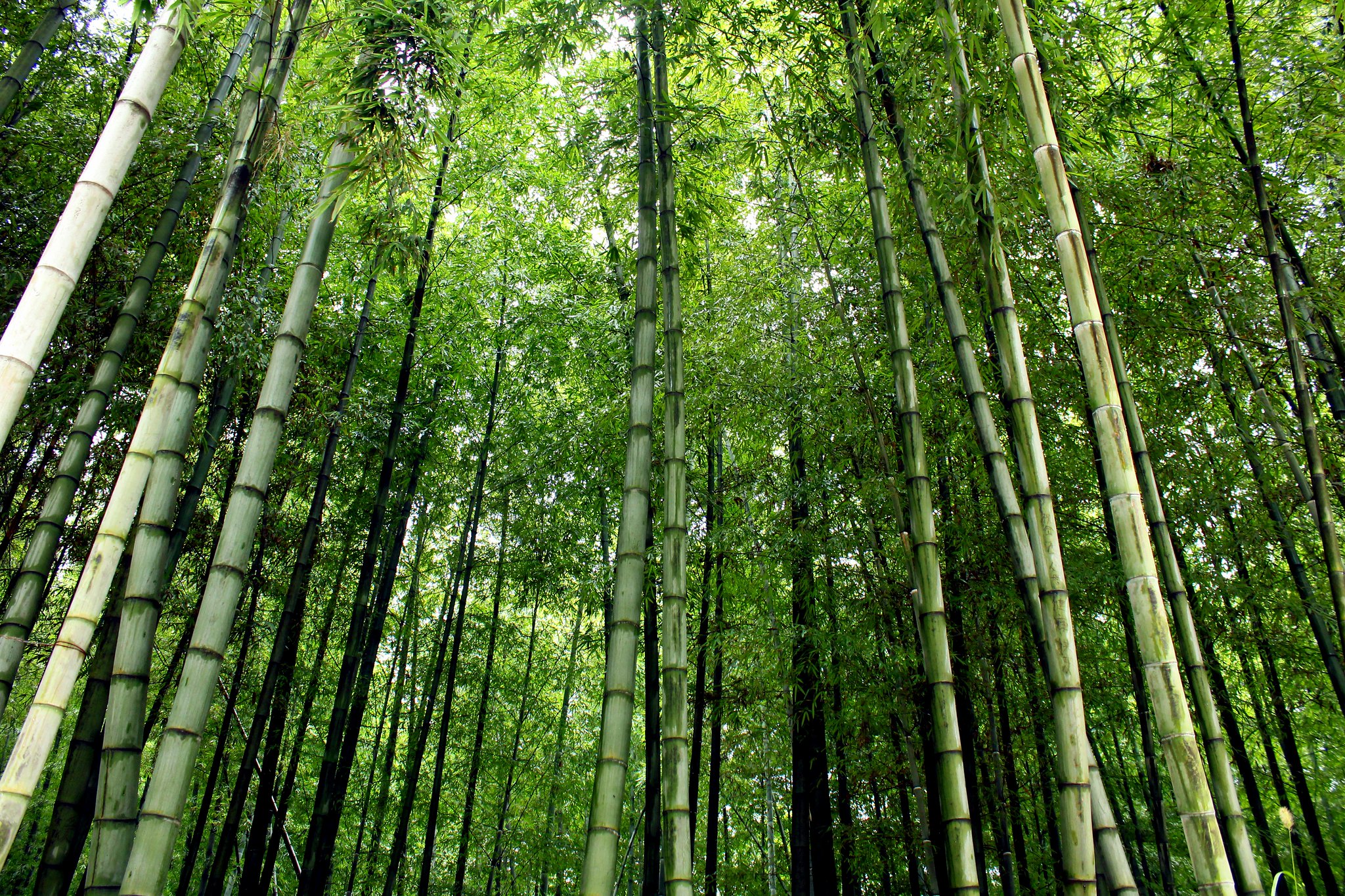 China has been implementing some version of nature-based solutions for decades, if not centuries. : JFXie ‘Simplicity and bamboo forests’ via Flickr https://flic.kr/p/daVPZc CC-BY-2.0