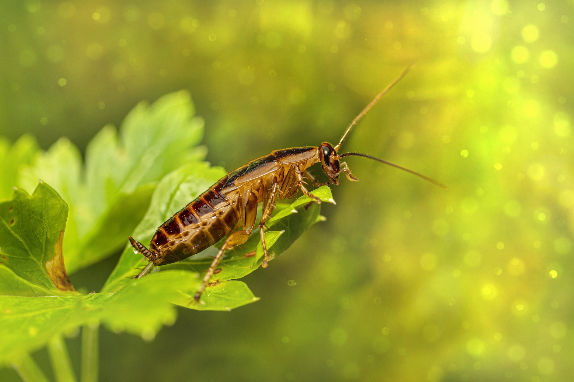 Humans, like cockroaches and many other animal species, have nutrient-specific appetites. : Pixabay: Erik_Karits Pixabay Licence