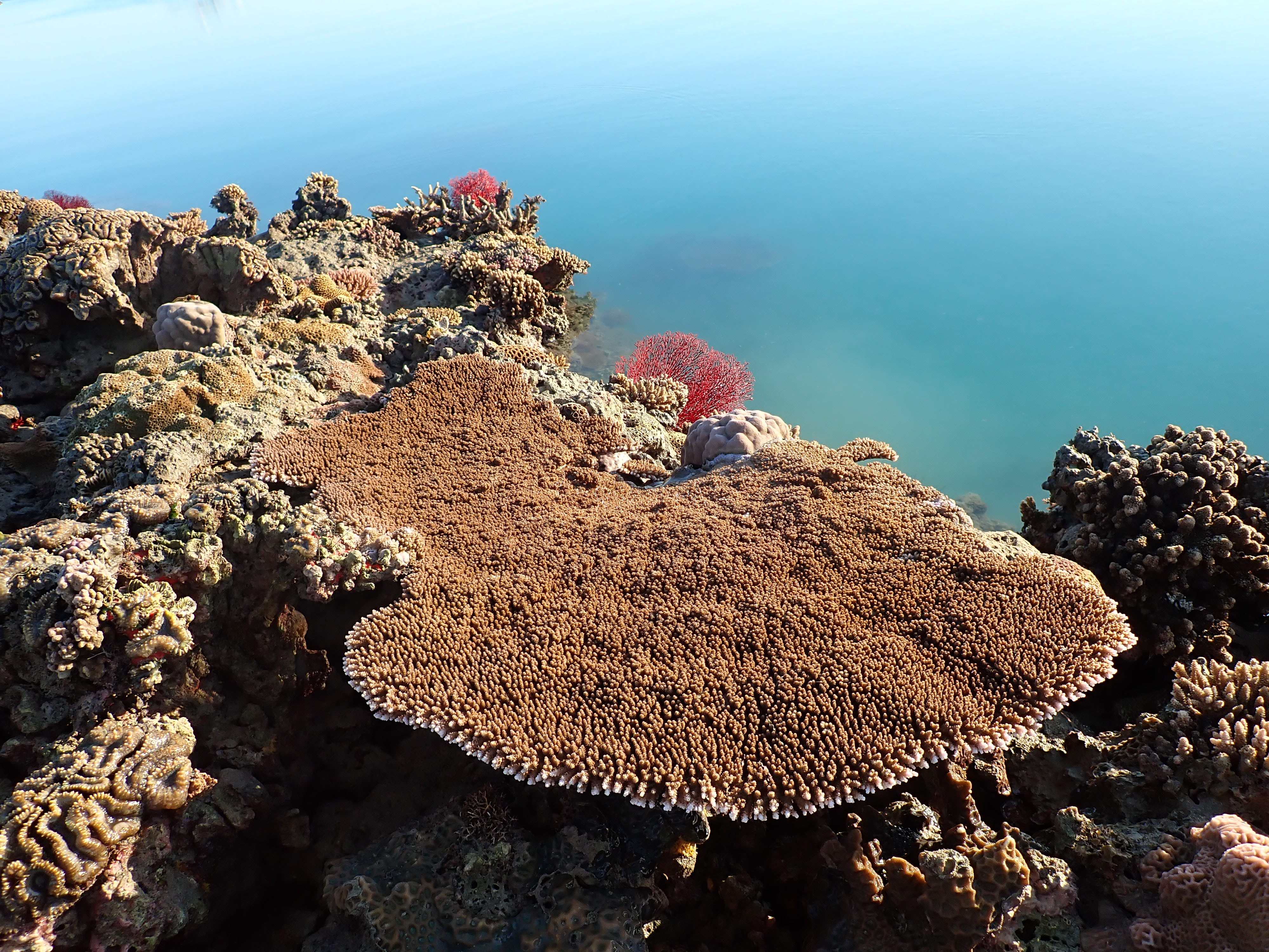 The vast diversity of naturally heat-resistant Kimberley corals has been largely overlooked in the coral adaptation narrative. : Zoe Richards, Curtin University CC By 4.0