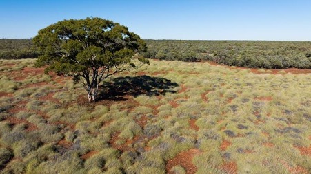 Vergemont station in central Queensland was purchased to create a new 300,000 hectare national park. : Ian Wilkinson/Queensland Government Free to use