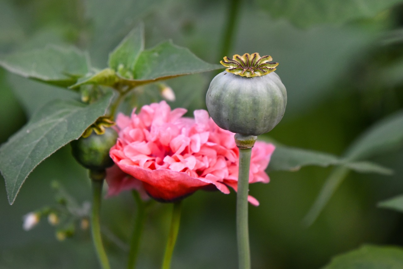 Poppy cultivation is widespread in the area around India’s northeast border with Myanmar. : Mabel Amber via Pixabay Pixabay Licence