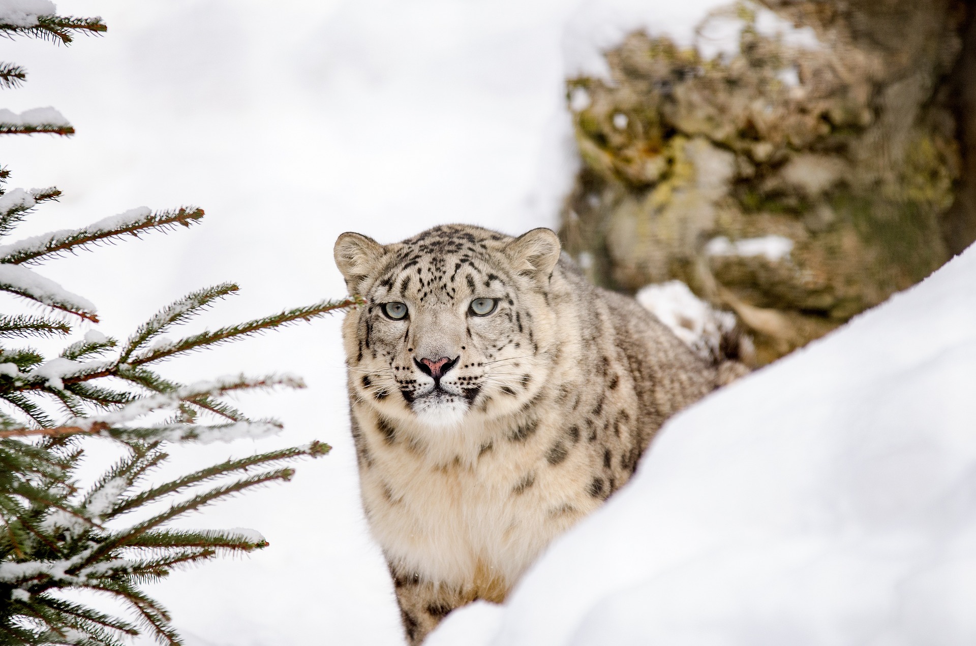 Although listed as vulnerable in the IUCN Red List of Threatened Species, there are around 718 snow leopards in India, of which 477 are in Ladakh. : Nina/Pixabay CC0