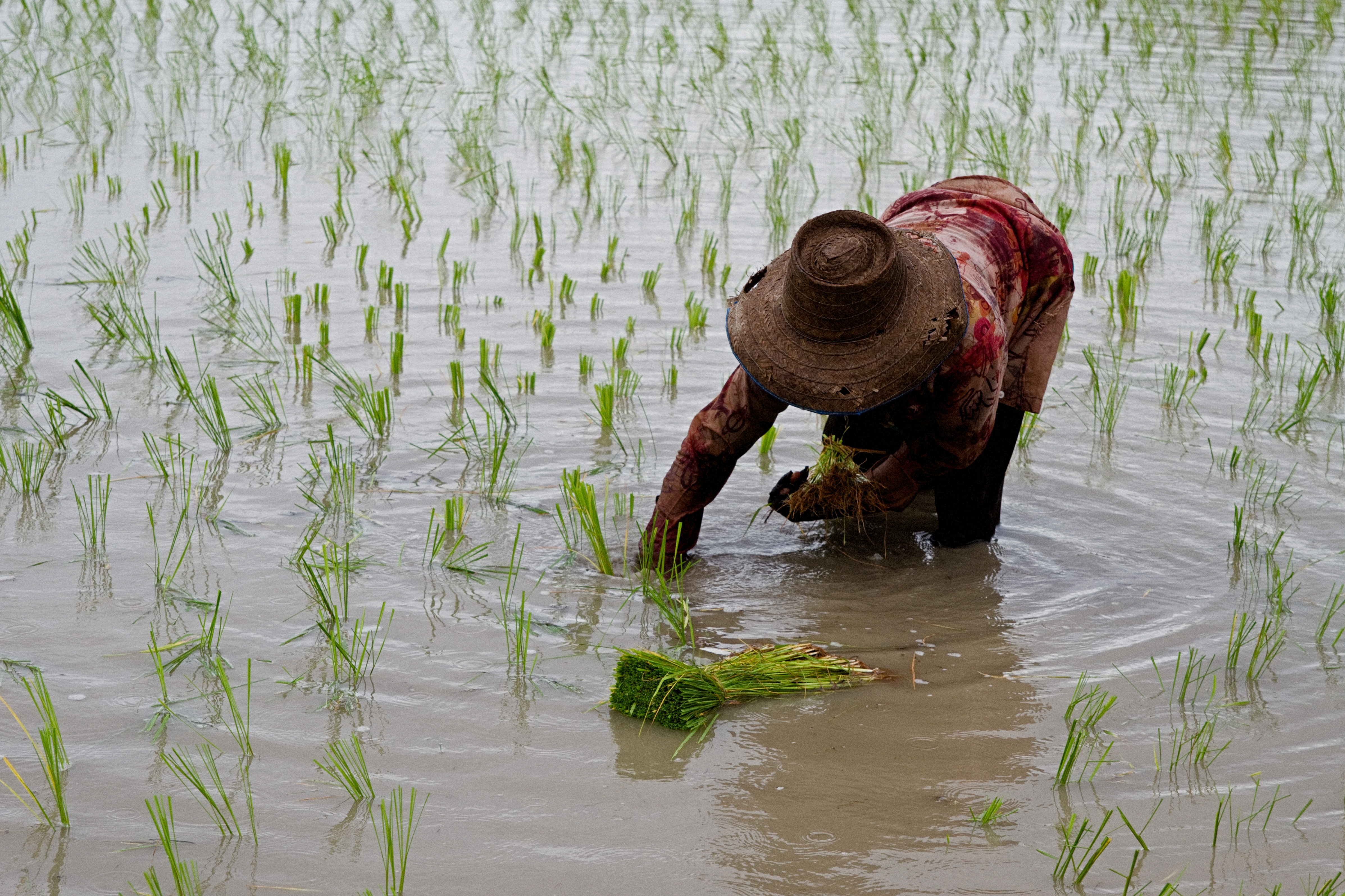 Rainfall in the Mekong is getting more unpredictable highlighting the need for better land and water management processes. : Image by Richard Friend available at https://tinyurl.com/26kfv68f 2024 Richard Friend