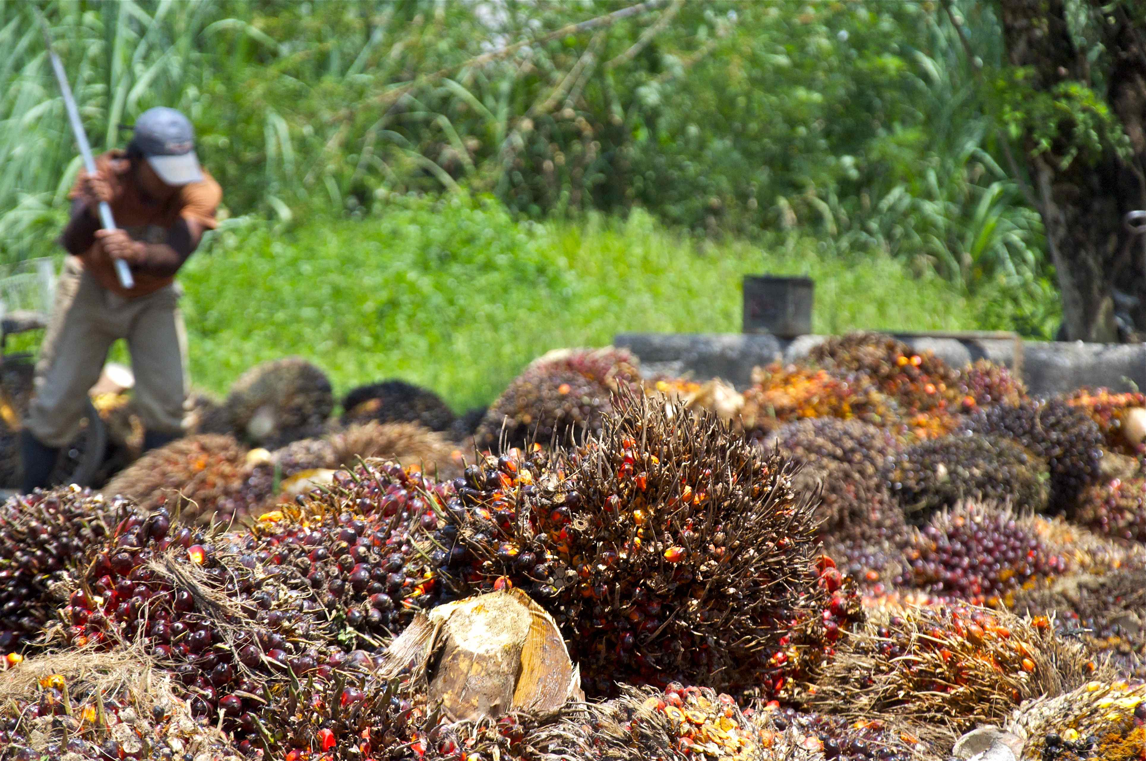 Smallholder farmers form a critical backbone in Malaysia’s palm oil industry. : Craig Morey (Flickr) CC BY-SA 2.0