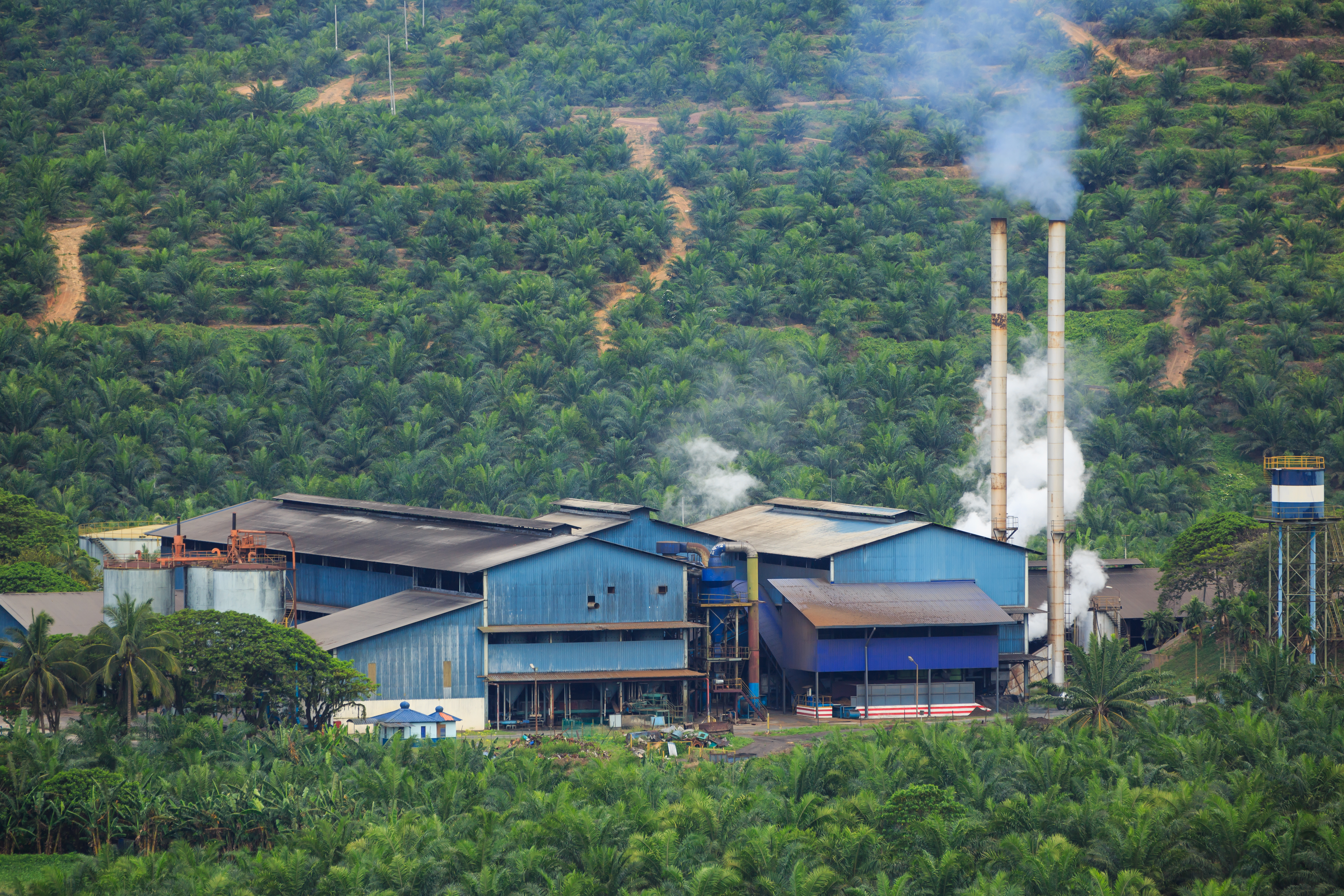 The palm oil industry’s value chain, from plantations to refineries, offers both environmental risks and opportunities for positive change. : CEphoto, Uwe Aranas (Wikimedia Commons) © CEphoto, Uwe Aranas