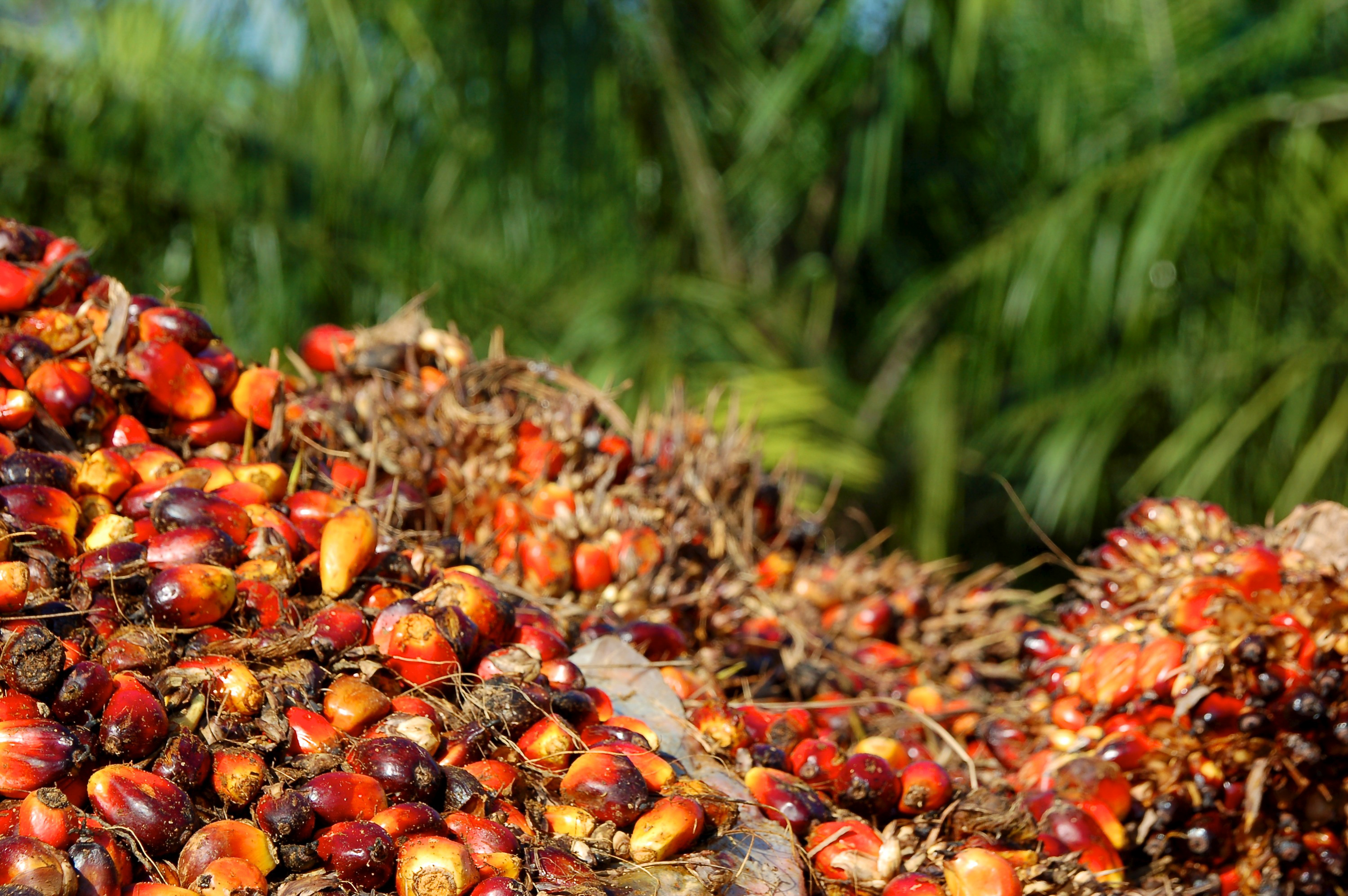 Oil palm plantations lock in precious land resources for a long time, from a 4-5 year gestation period to 25 years for production, a problem in a densely populated country like India. : Tim Cronin/CIFOR ©Center For International Forestry Research/Tim Cronin/ CC BY-NC-ND 2.0