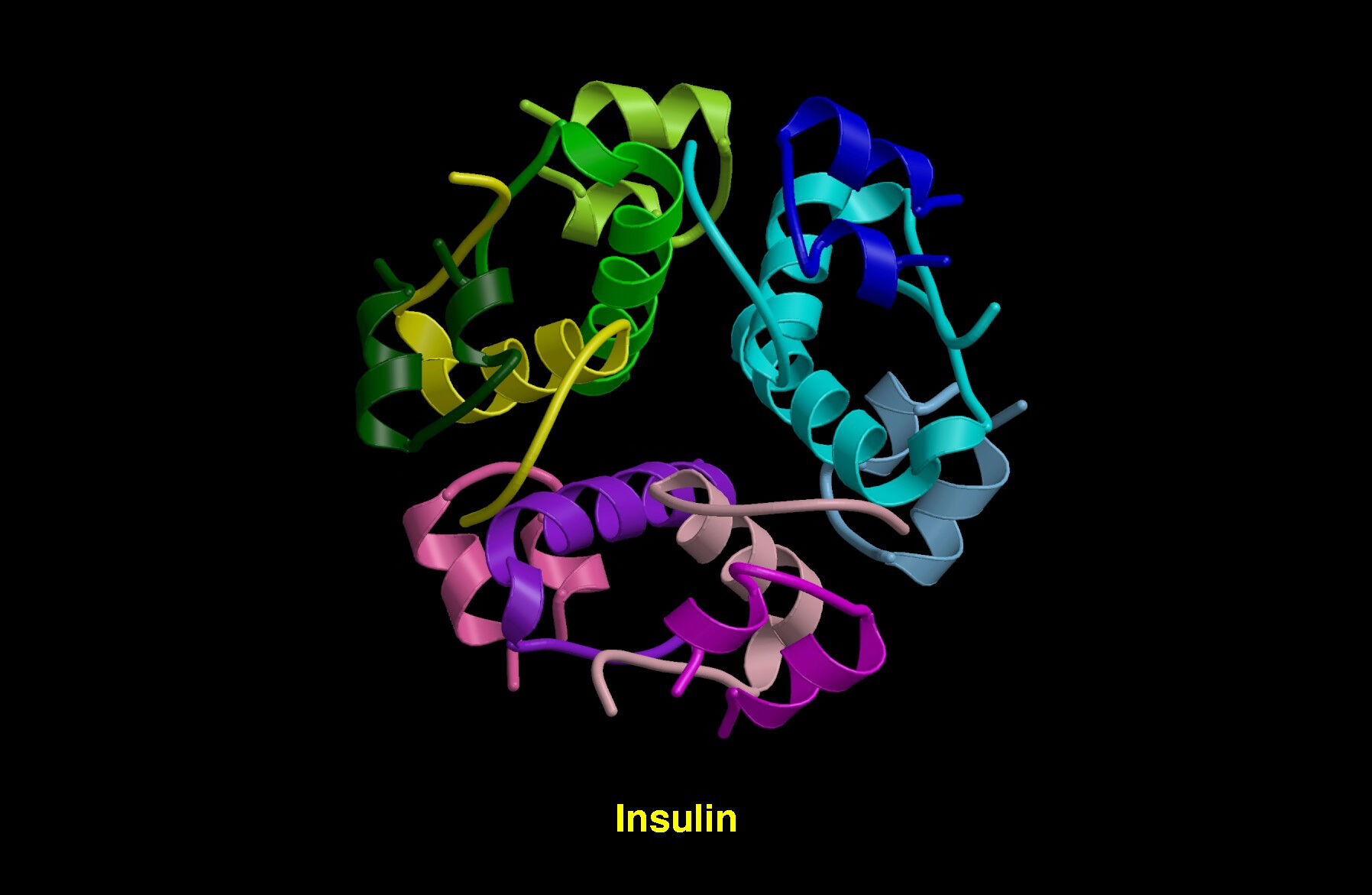 Molecular model of the insulin molecule. Insulin molecules consist of two peptide chains (A and B) linked by bonds : T.Blundell & N Campillo. Source: Wellcome Collection. CC0 1.0 Universal