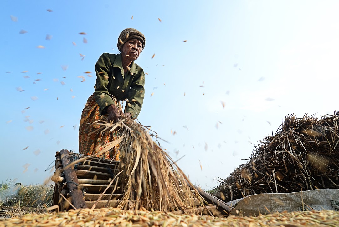 Indonesia’s older women have found new ways to deal with menopause. : “Traditional Indonesian thrashing method” by Biodiversity International is available at https://t.ly/GsbOv CC BY-NC-ND 2.0