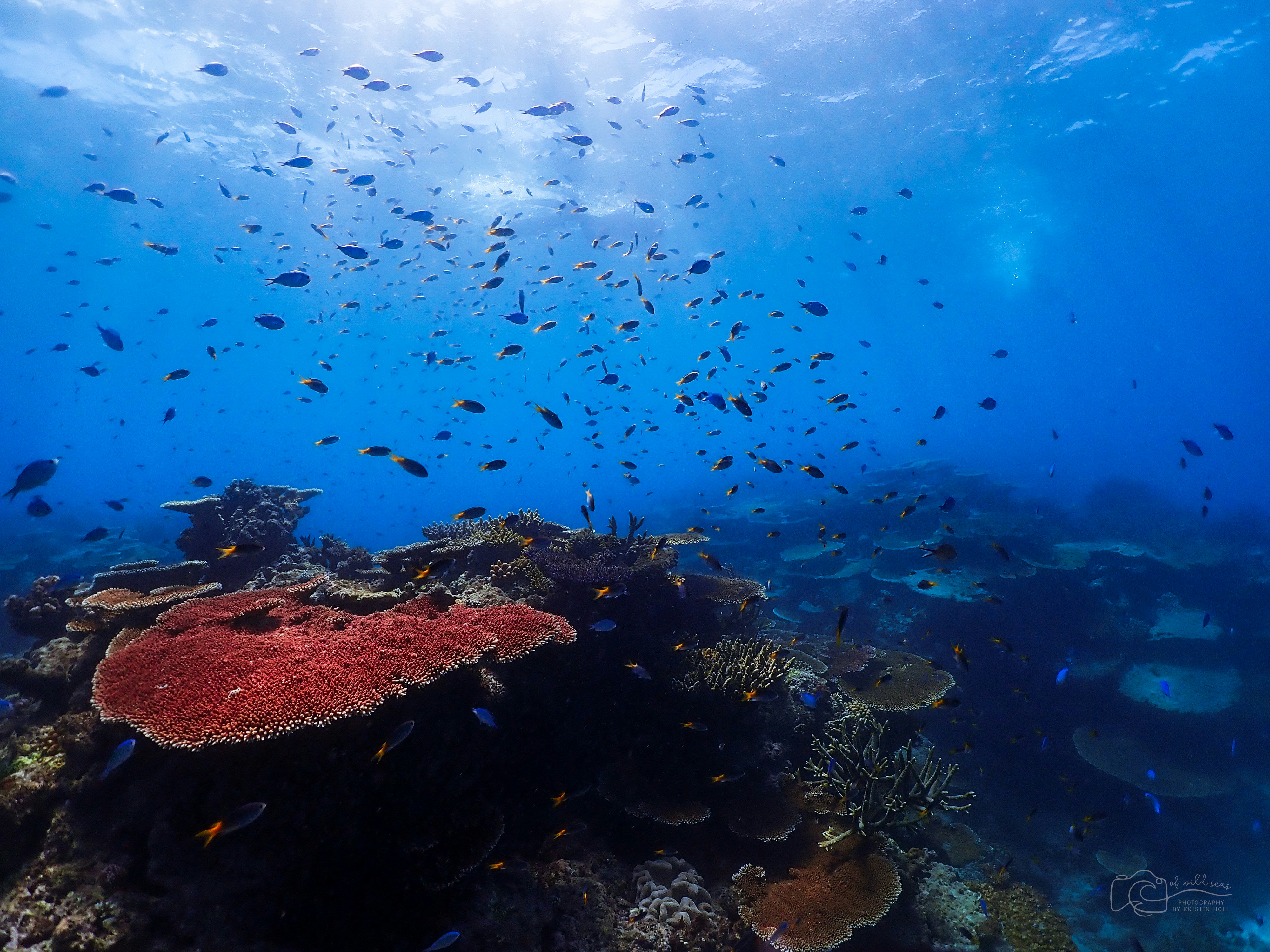 Rising water temperatures are expected to shrink fish sizes, lower their nutritional quality and destabilise marine food webs – ultimately threatening food security. : Unsplash: Kristin Hoel Free to use