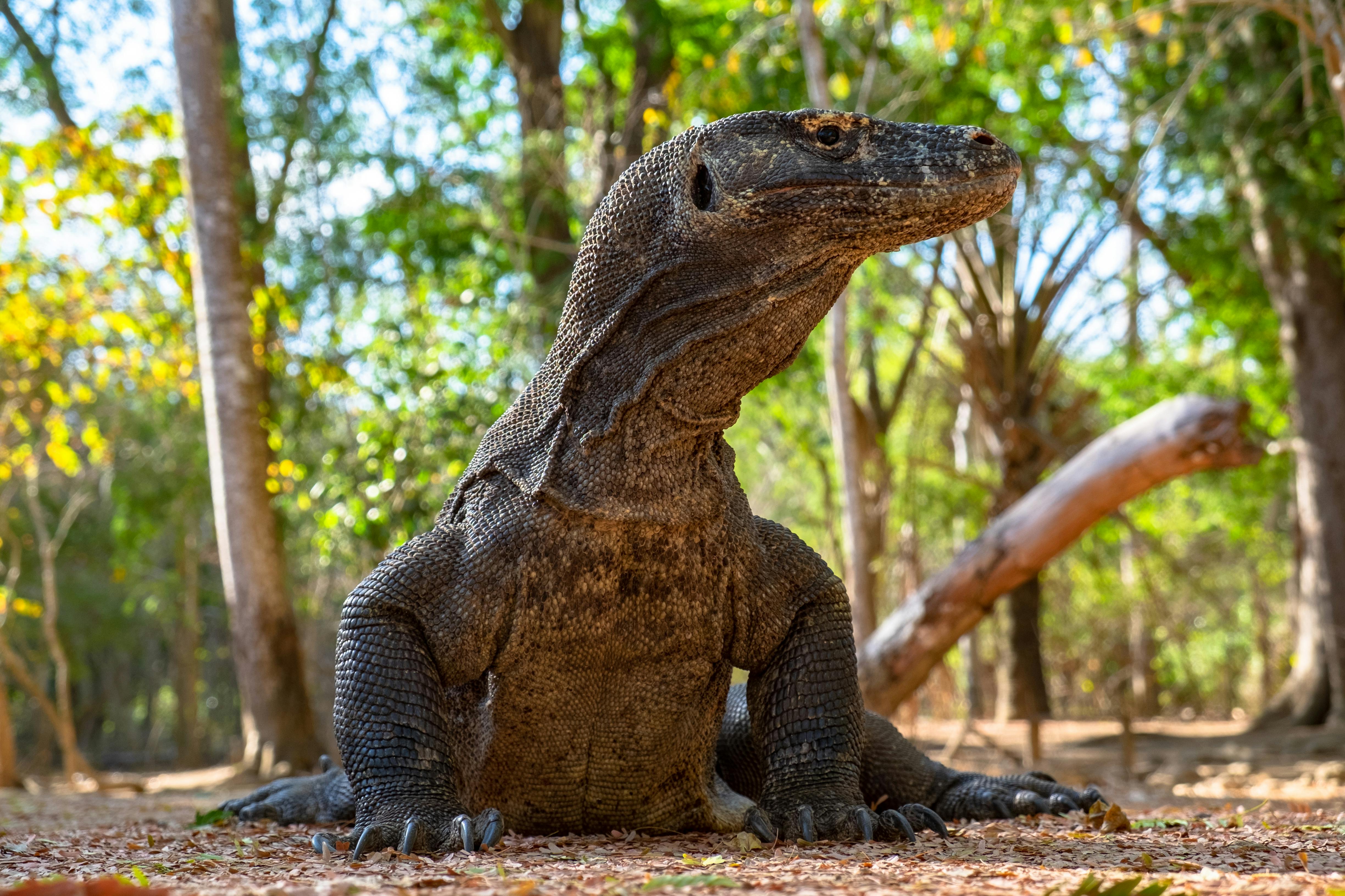 The popularity of the Komodo dragon has put extreme pressure on the fragile environment of the UNESCO World Heritage area where it lives. : Dimitri Dim via Pexels (https://www.pexels.com/photo/komodo-dragon-in-close-up-photography-1802177/) Pexels Licence