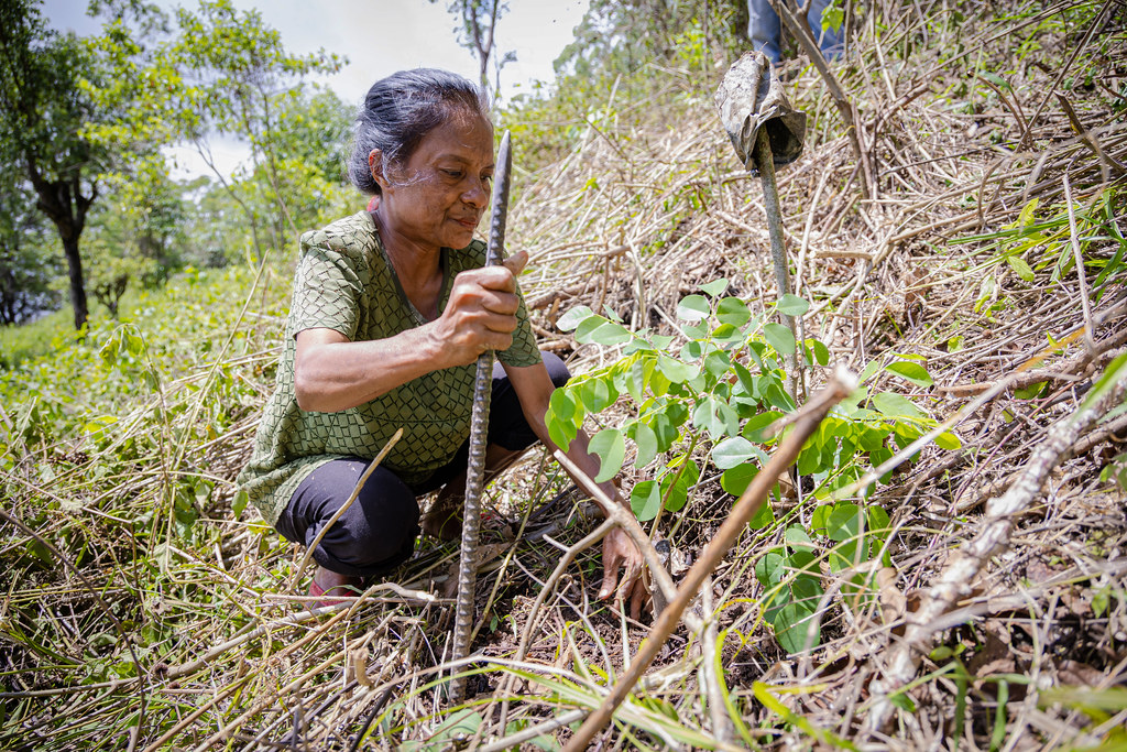 Reforested and rehabilitated land acts as buffer against climate-induced disasters, Timor-Leste. : Jaquelino Magno/UNDP Timor-Leste via flickr https://flic.kr/p/2pCF7Qz CC BY-NC 2.0