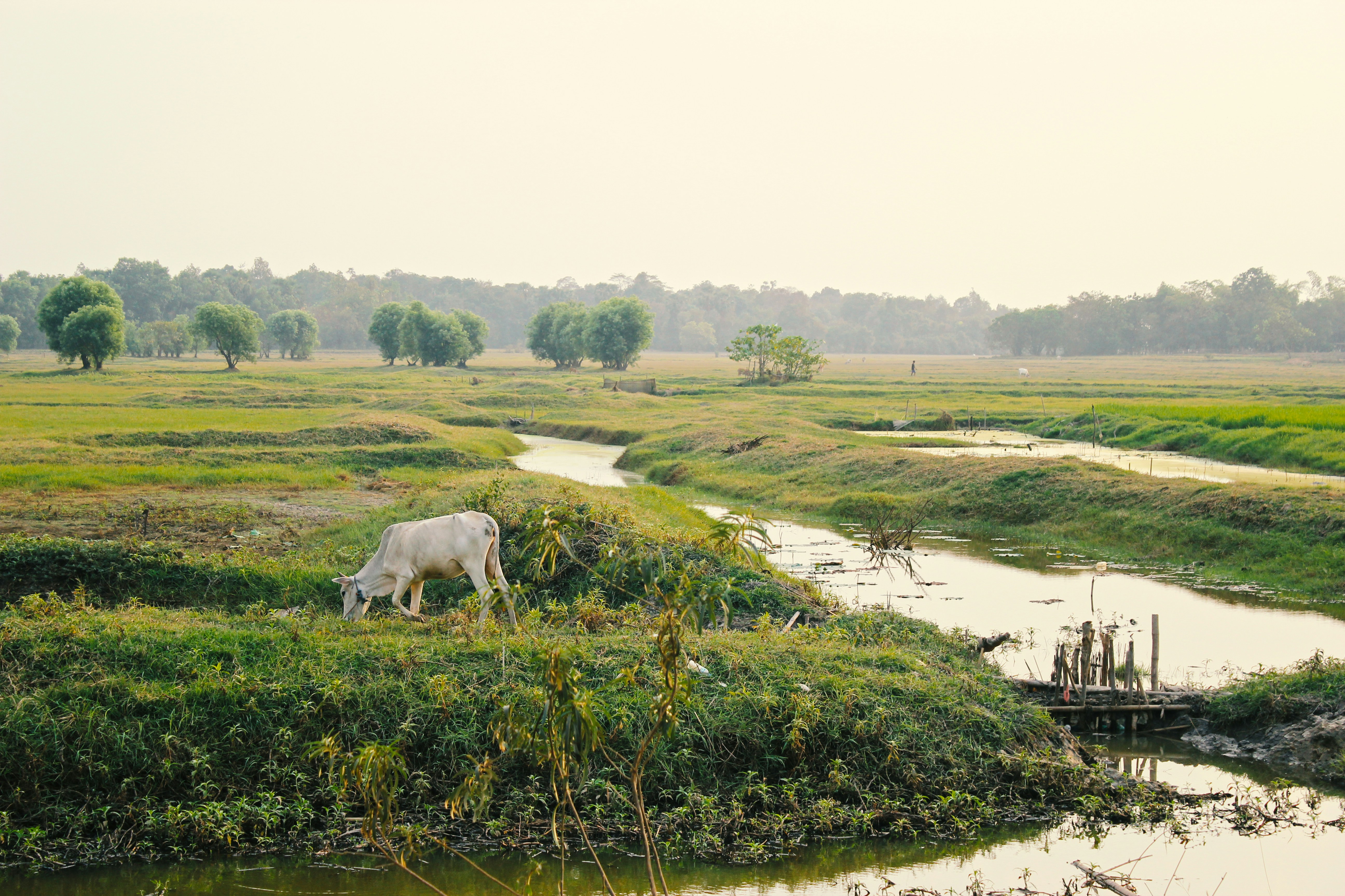 A cow feeds near a river in Dawei, Myanmar. Myanmar is one of the most vulnerable countries to climate change. : Isabel Retamales on Unsplash CC by 4.0