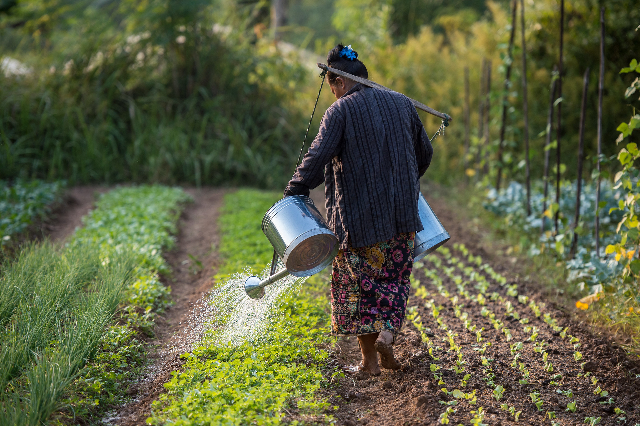 In some Indo-Pacific countries, such as Laos, women make up more than 70 percent of the rural agricultural labour force. : ‘Smallholder Development Project in Lao PDR’ by Ariel Javellana/ADB via flickr https://flic.kr/p/njuuZL CC-BY-ND-NC-2.0